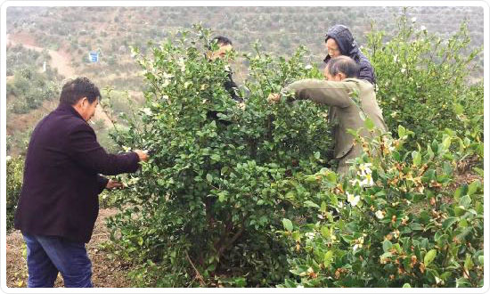 湖南九丰农业发展有限公司（九丰油茶专业合作社）