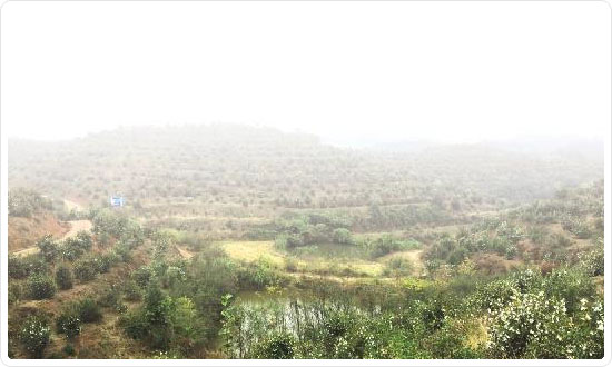 湖南九丰农业发展有限公司（九丰油茶专业合作社）