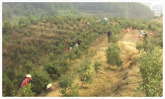 湖南九丰农业发展有限公司（九丰油茶专业合作社）