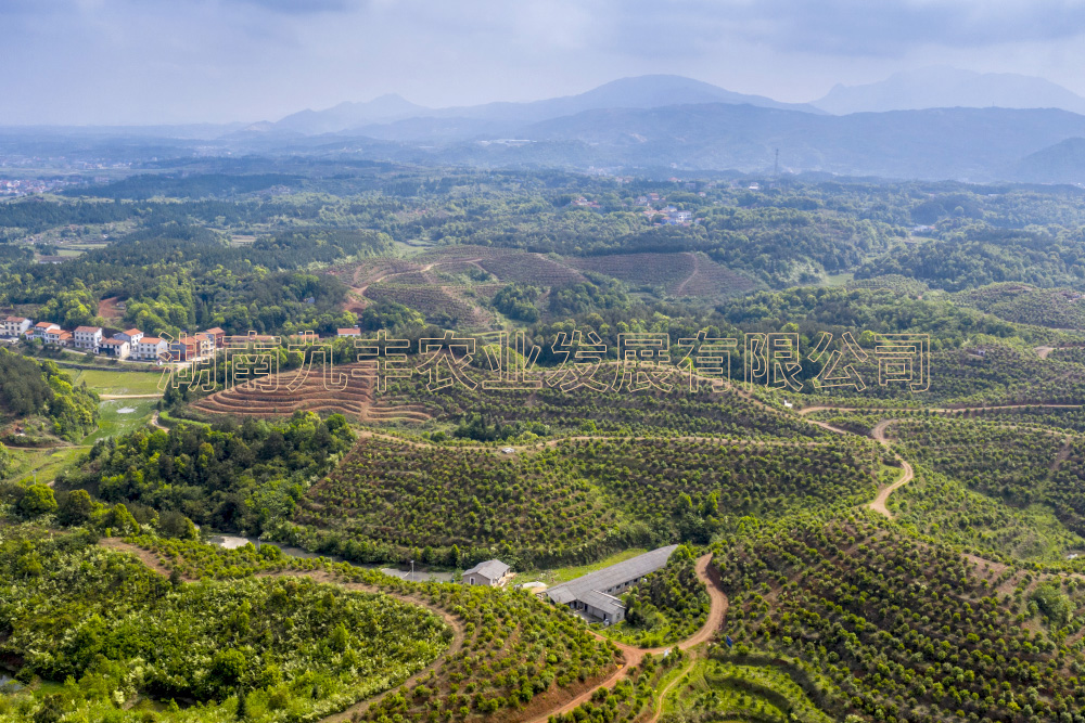九丰农业茶油种植基地