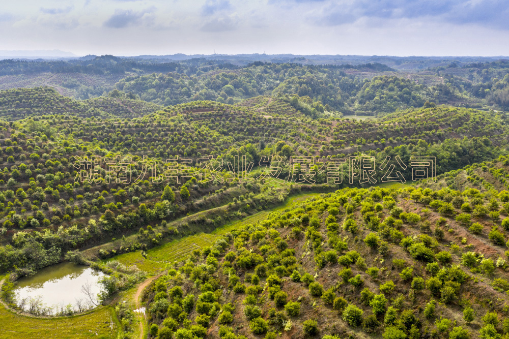 九丰农业茶油种植基地