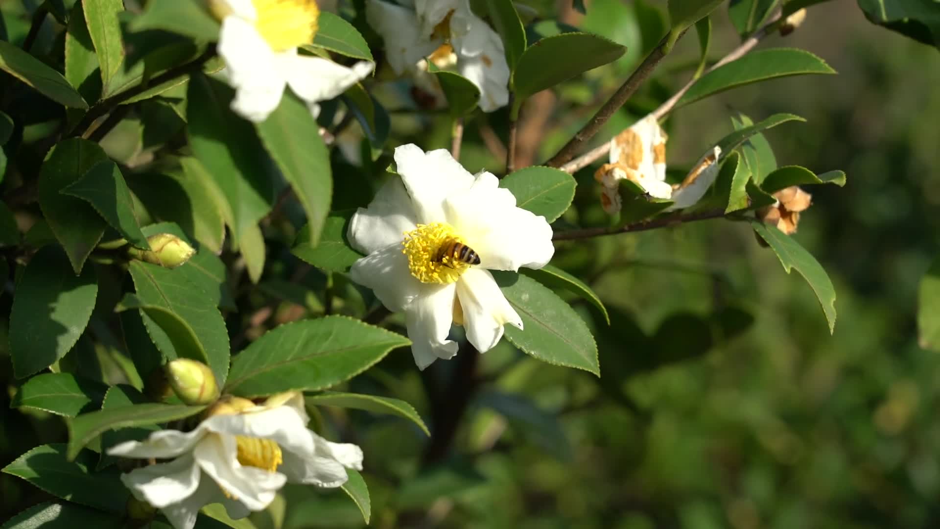蜜蜂采茶花蜜-九丰农业茶油种植基地