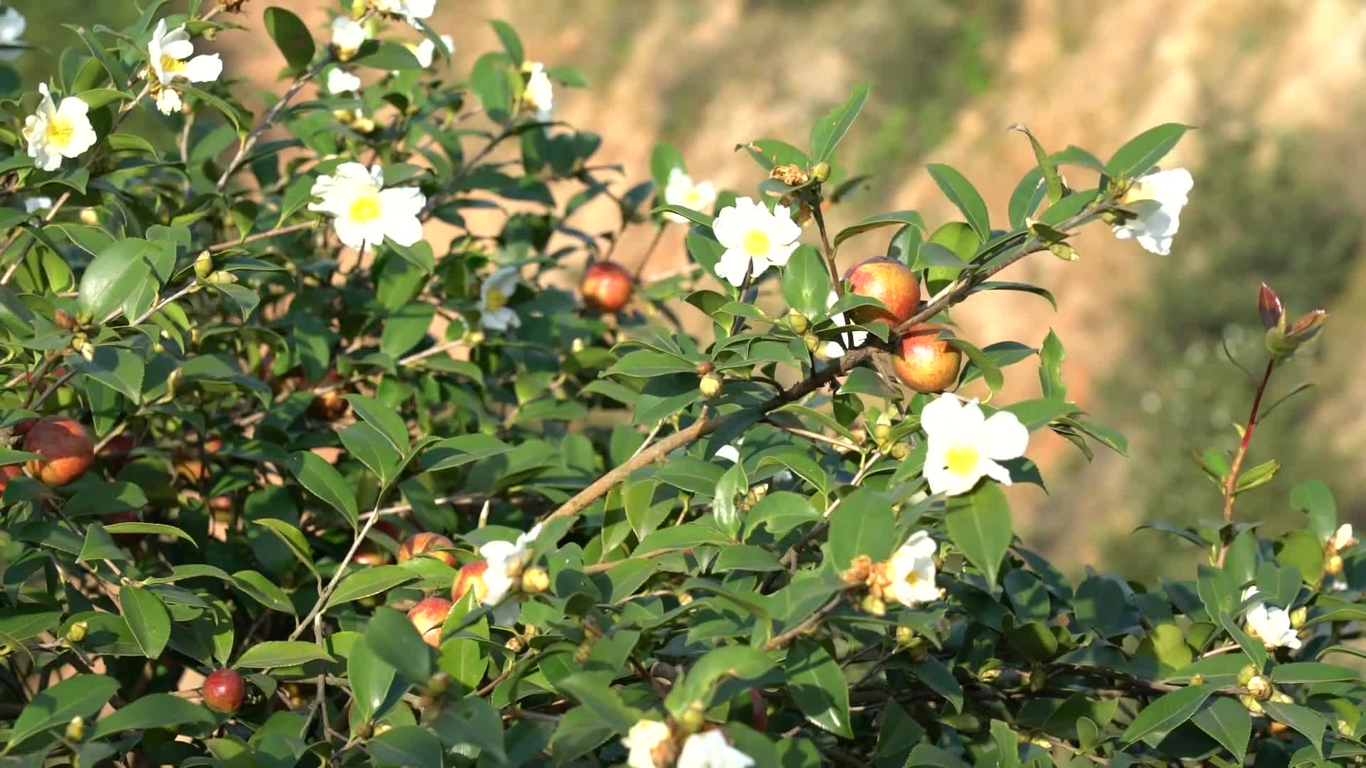 挂果开花-九丰农业茶油种植基地