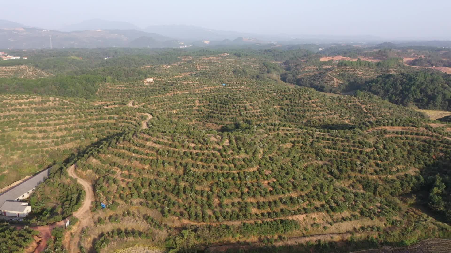 俄公塘基地-九丰农业茶油种植基地