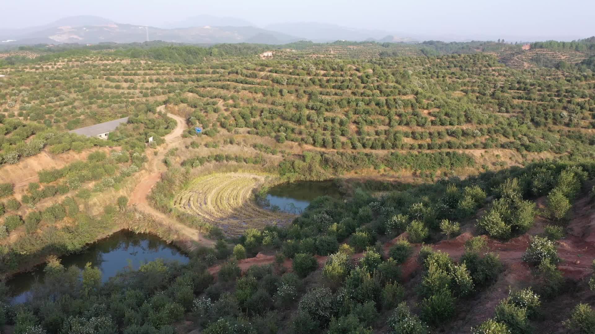 茶山一片区基地-九丰农业茶油种植基地