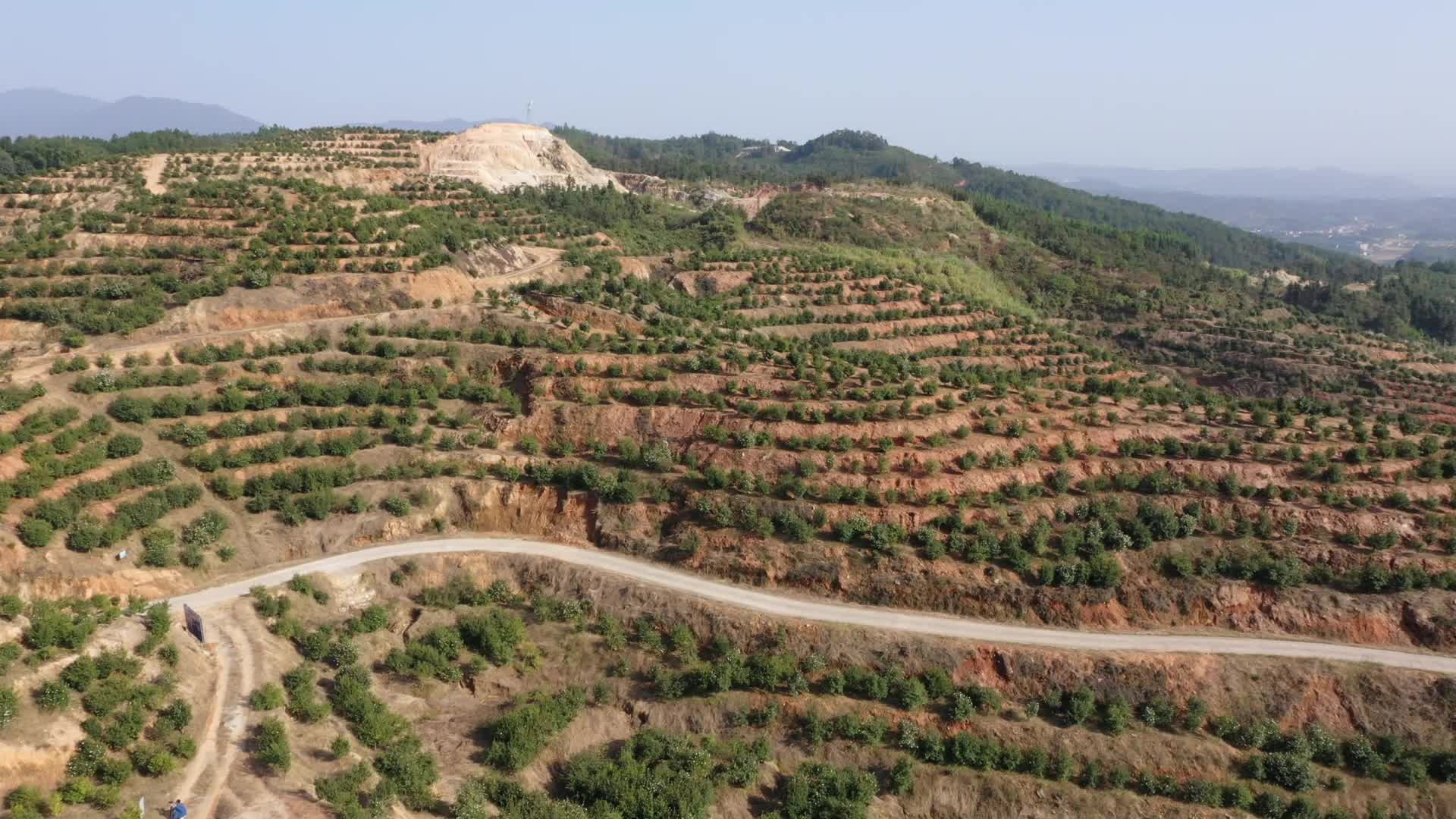 茶山一角-九丰农业茶油种植基地