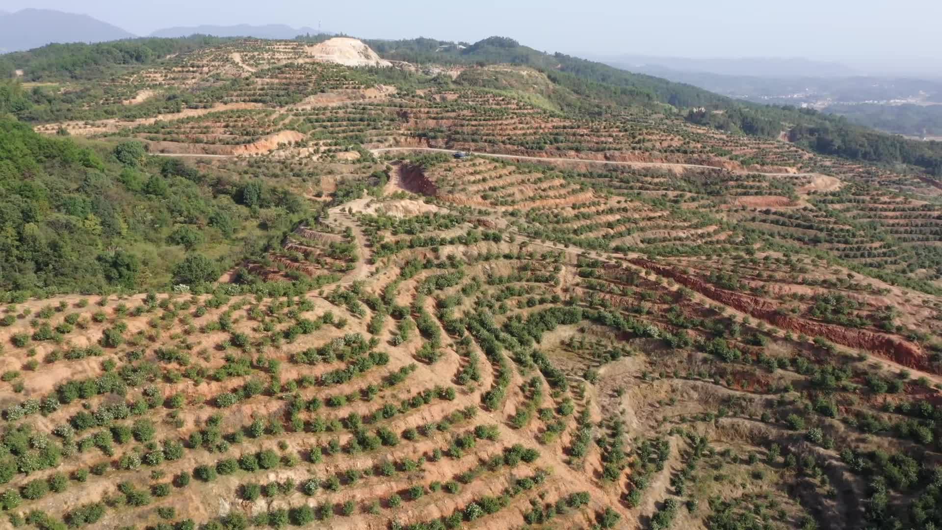 茶山二片区基地-九丰农业茶油种植基地