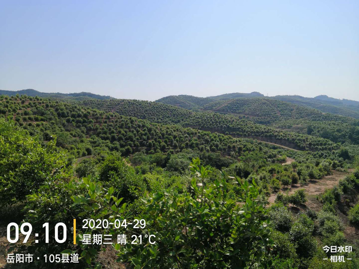 九丰农业万利基地