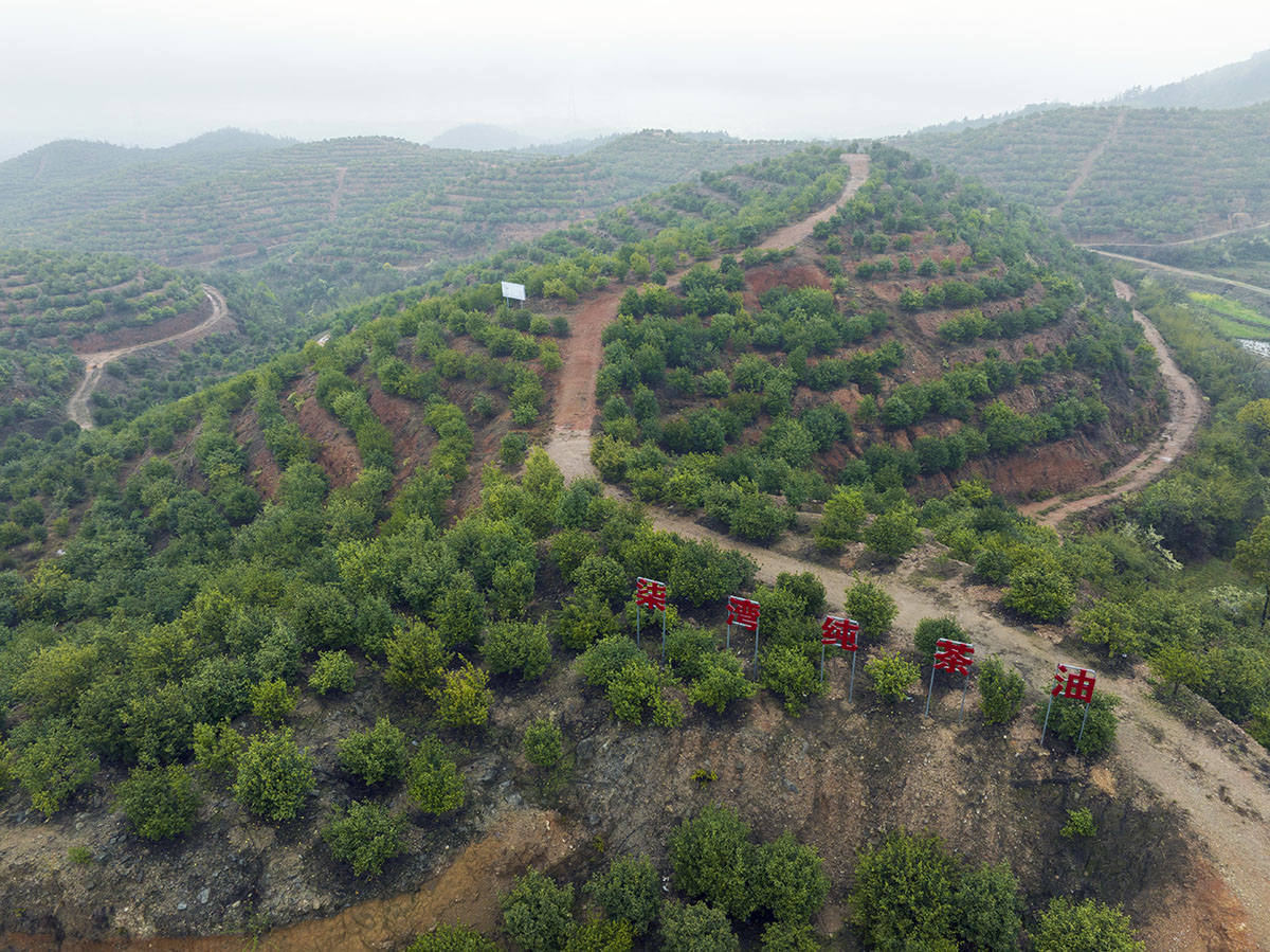 九丰农业四合基地