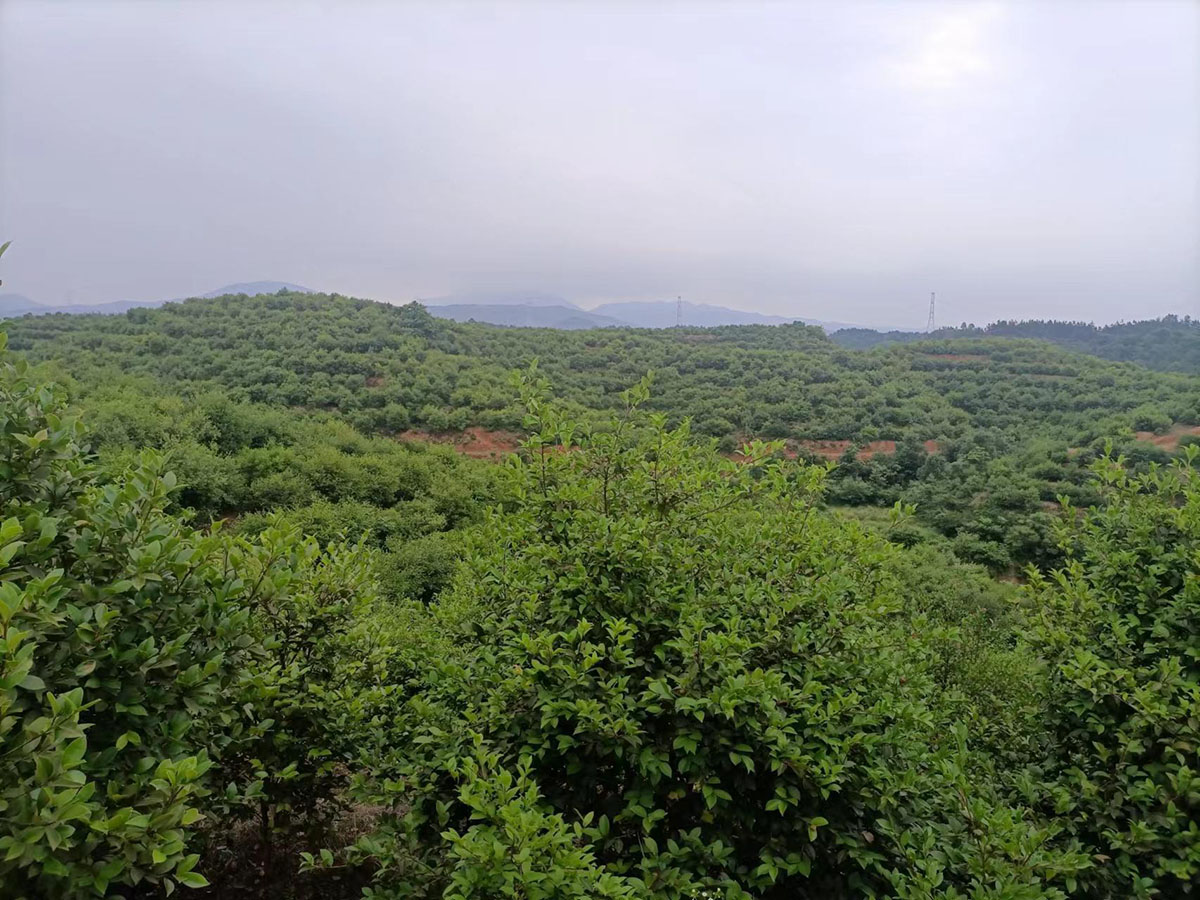 九丰农业南冲基地