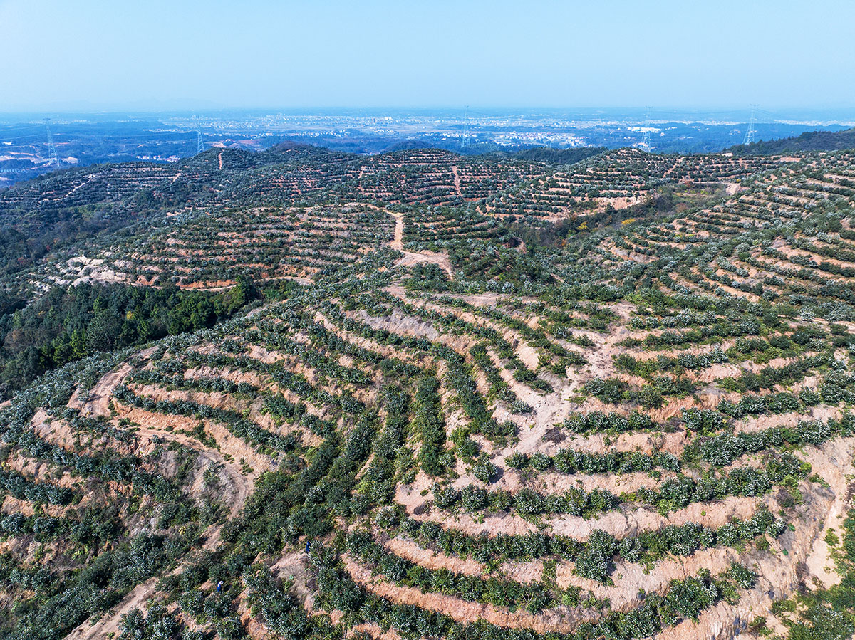 九丰农业横山岭基地