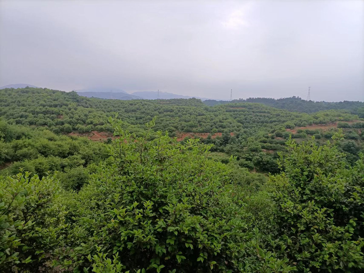 九丰农业甘田基地