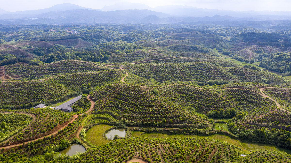 九丰农业俄公塘基地