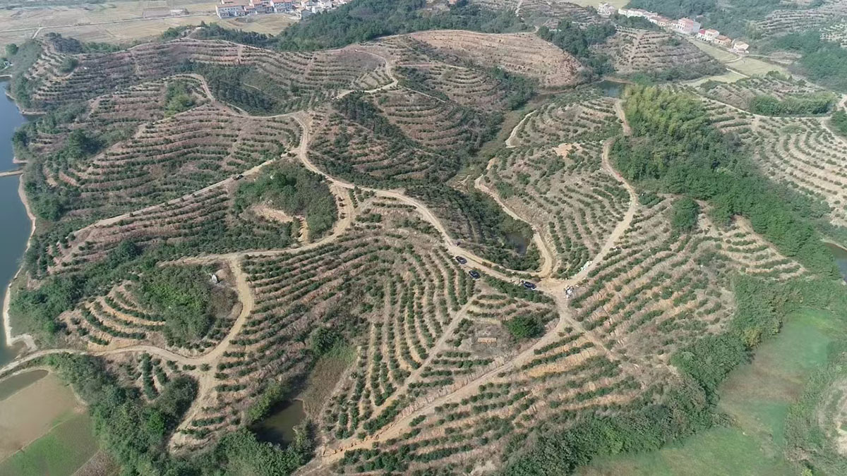 九丰农业曹田基地