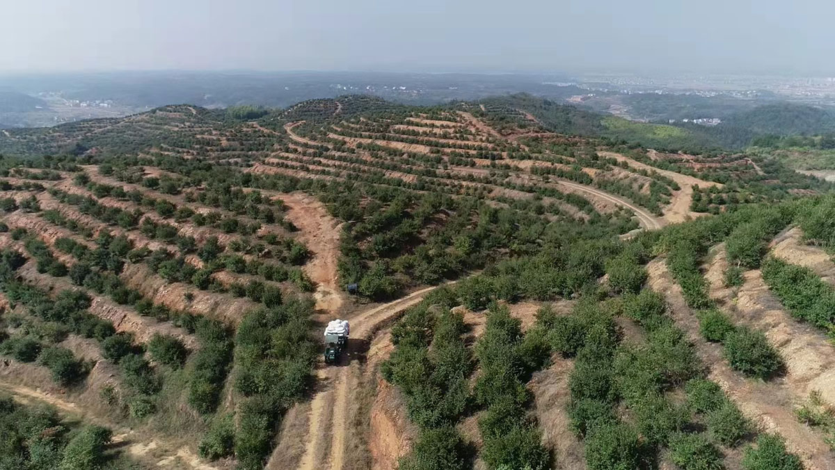 九丰农业八百基地