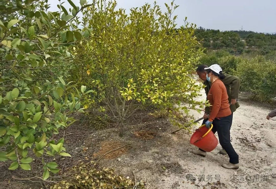 湖南九丰:油茶管护正当时,产业发展好春光