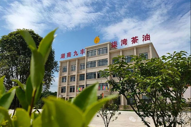 走进柒湾油茶世界丨小小“黄金果”,铺满“致富路”